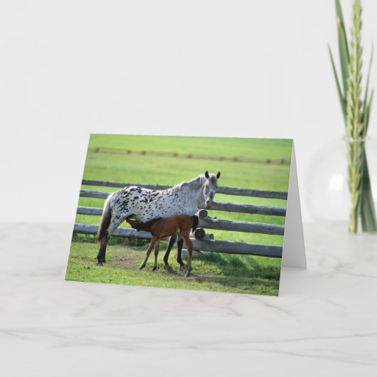 Carte Appaloosa Mare et Cheval de Colt (Devant)