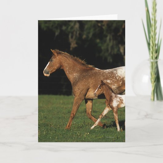 Carte Appaloosa Mare Et Foie (Devant)