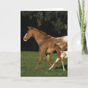 Carte Appaloosa Mare Et Foie