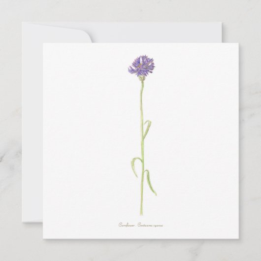 Carte Aquarelle de Cornflower (Devant)