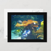 Carte Aquarium (Devant / Derrière)