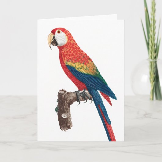 Carte Ara Canga Parrot (Devant)