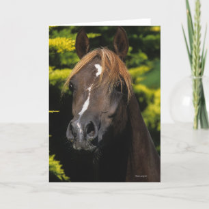 Carte Arabian Stallion