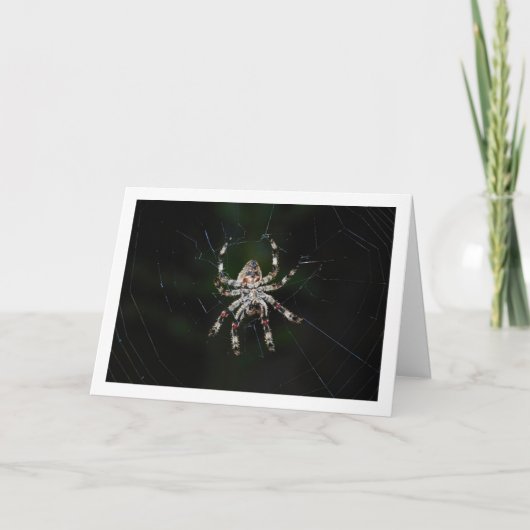 Carte Araignée orbitèle (Devant)