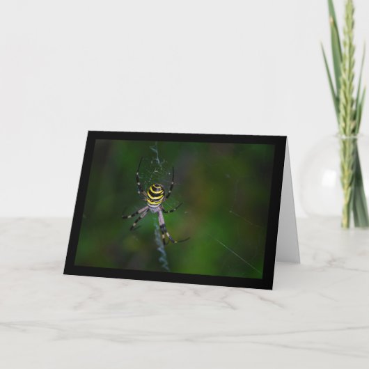 Carte Araignée waspe, Araignée de jardin (Devant)