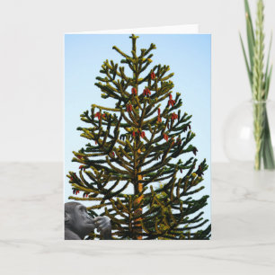 Carte Araucaria du Chili.