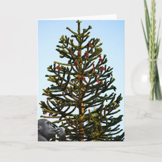 Carte Araucaria du Chili. (Devant)