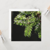 Carte Arbre (Devant/Arrière en situation)