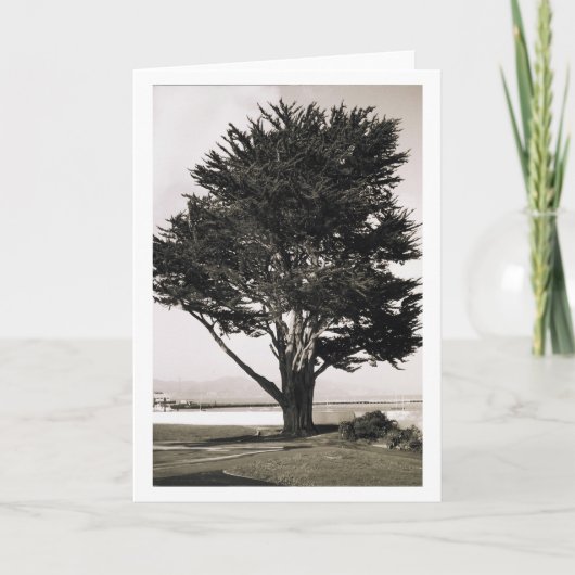 Carte Arbre (Devant)