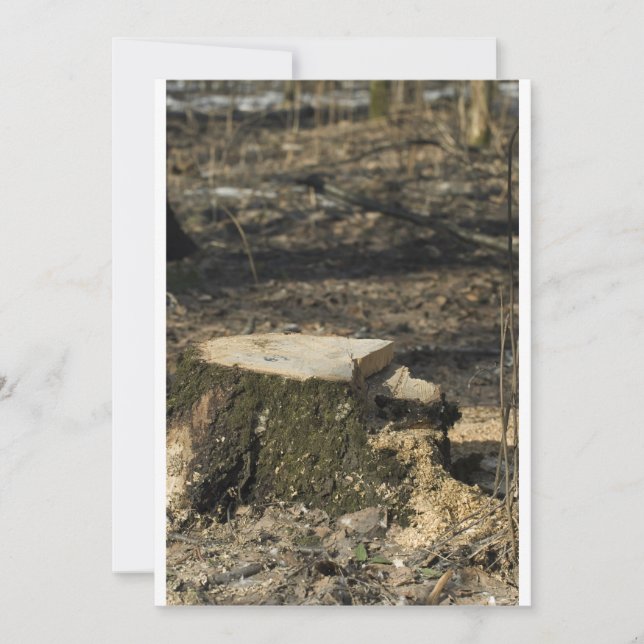 Carte Arbre (Devant)