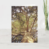 Carte Arbre (Devant)