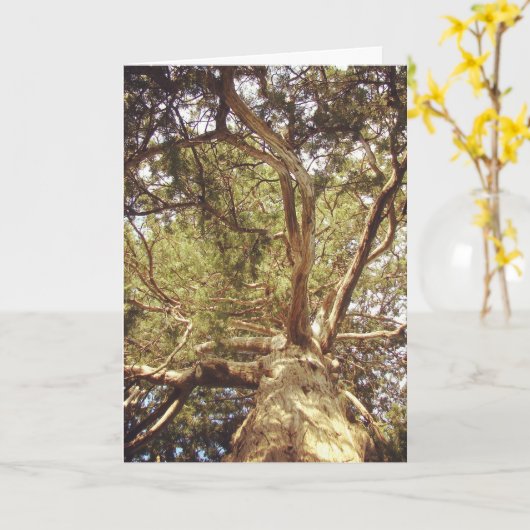 Carte Arbre (Fleur jaune)