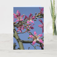 Arbre à fleur de soie
