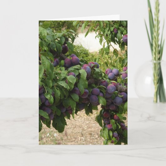 Carte Arbre à prune pourpre (Devant)