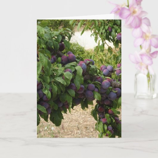 Carte Arbre à prune pourpre (Orchidée)