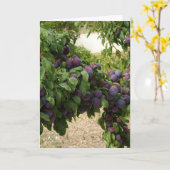 Carte Arbre à prune pourpre (Fleur jaune)