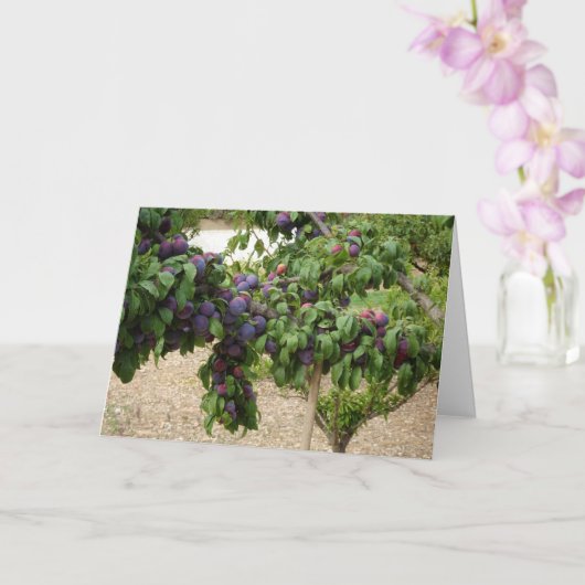 Carte Arbre à prune pourpre (Orchidée)
