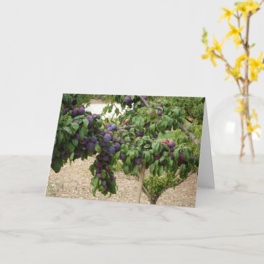 Carte Arbre à prune pourpre (Fleur jaune)