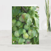 Carte Arbre à prune pourpre non affiné (Devant)