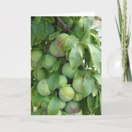 Carte Arbre à prune pourpre non affiné (Devant)