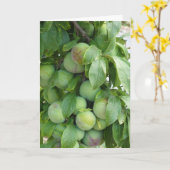 Carte Arbre à prune pourpre non affiné (Fleur jaune)