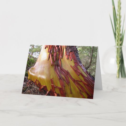 Carte Arbre Arbutus (Devant)