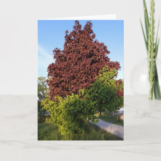 Carte Arbre Avec Deux Couleurs Différentes Nature (Devant)