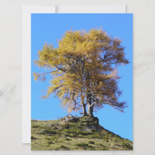 Carte Arbre d'automne
