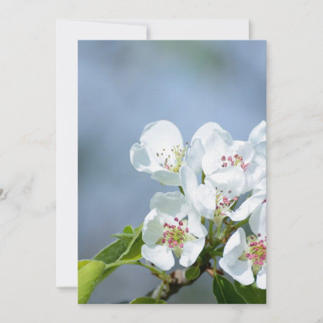 Carte Arbre de poires en fleur (Devant)