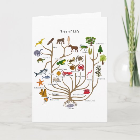 Carte Arbre De Vie (Devant)