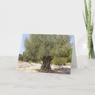 Carte Arbre d'olive Israël