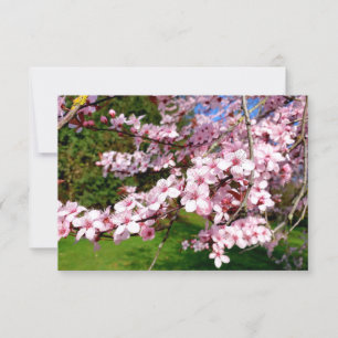 Carte Arbre Fleur de Cerisier dans le Parc