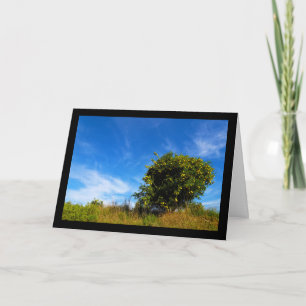 Carte Arbre Mandarin Solitaire