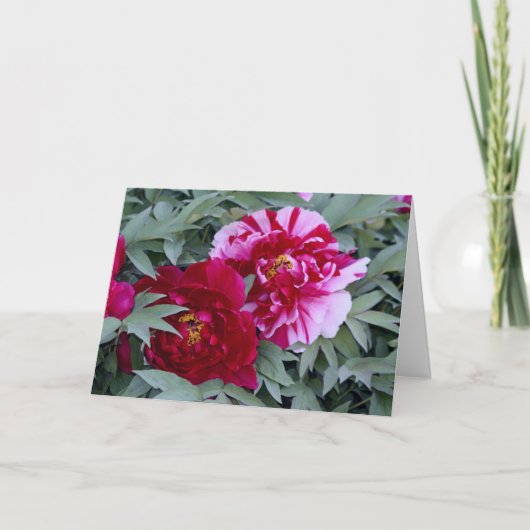 Carte Arbre Peony "Shimi Nishiki" (Devant)