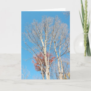 Carte Arbres arren