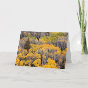 Carte Arbres d'Aspen   White River National Forest