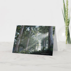 Carte Arbres de gomme (eucalyptus) dans la forêt