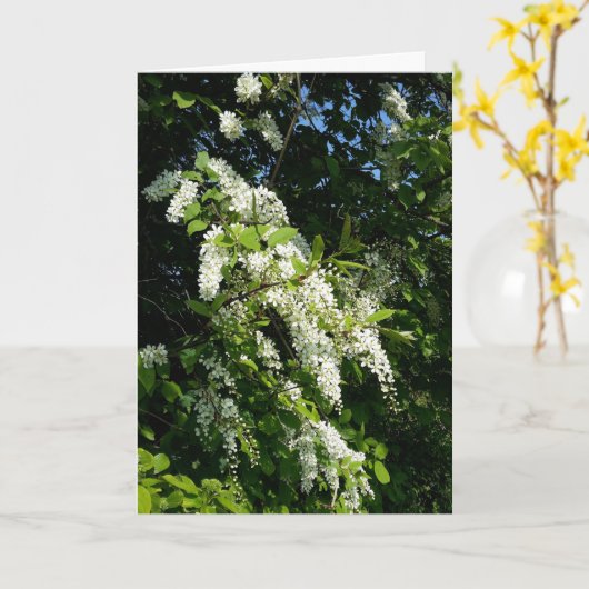 Carte Arbuste aux fleurs blanches (Fleur jaune)