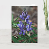 Carte Arctic Lupine, parc national Denali, Alaska (Devant)