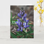 Carte Arctic Lupine, parc national Denali, Alaska (Fleur jaune)