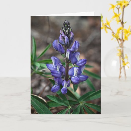 Carte Arctic Lupine, parc national Denali, Alaska (Fleur jaune)