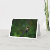 Carte Argiope bruennichi, Araignée de guêpe, Tisseur d'o (Devant)