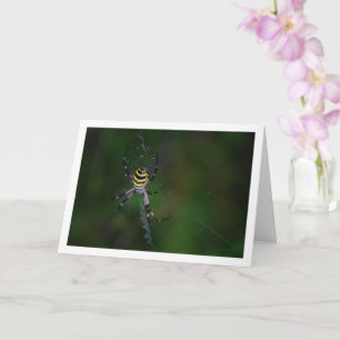 Carte Argiope bruennichi, Guêpe araignée, Araignée de ja