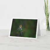 Carte Argiope bruennichi, Guêpe araignée, Araignée de ja (Devant)