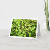 Carte Argiope bruennichi, Guêpe araignée, Orb-weaver (Devant)