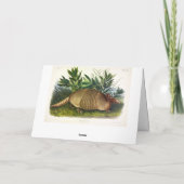 Carte Armadillo à nez long, à neuf bandes, par Audubon (Dos)
