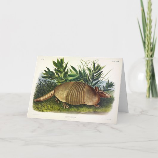 Carte Armadillo à nez long, à neuf bandes, par Audubon (Devant)