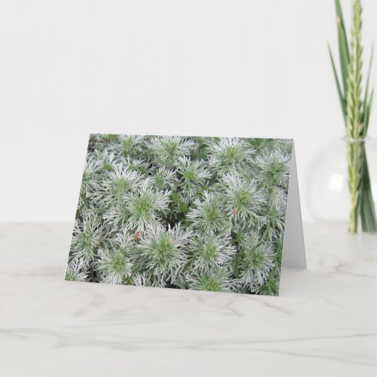 Carte Armoise de château de Powis (Devant)