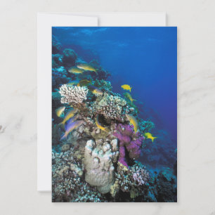 Carte Around Small Coral