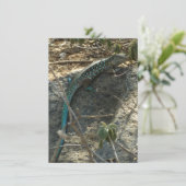 Carte Aruba Whiptail Lizard Photographie d'animaux tropi (Debout devant)